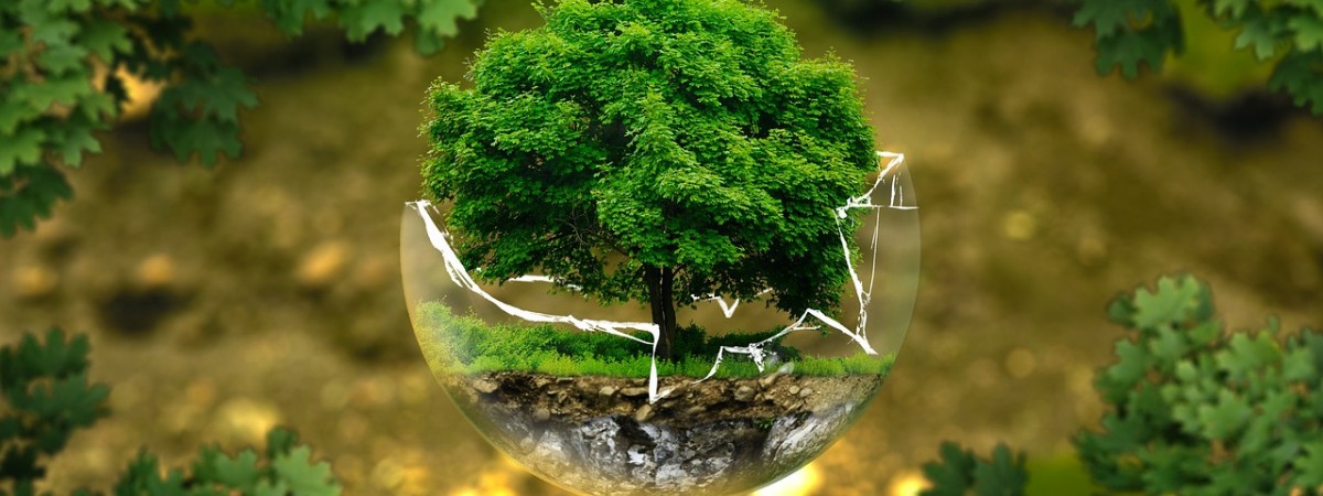 Offrir un arbre de vie : une idée de cadeau symbolique et significative