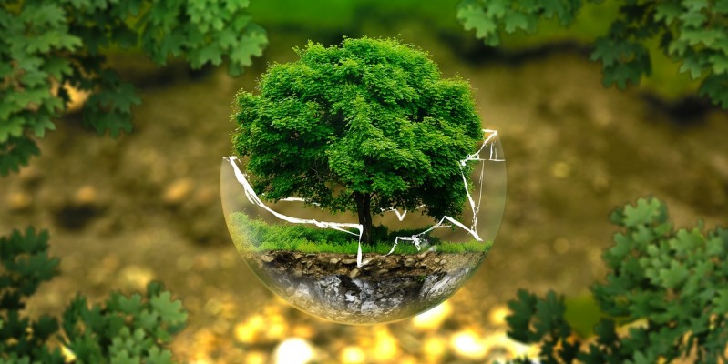 Offrir un arbre de vie : une idée de cadeau symbolique et significative